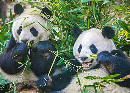 Chimelong Safari Park