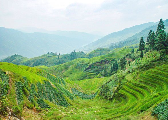 Banaue Rice Terraces