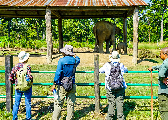 Elephant breeding center in Chitwan