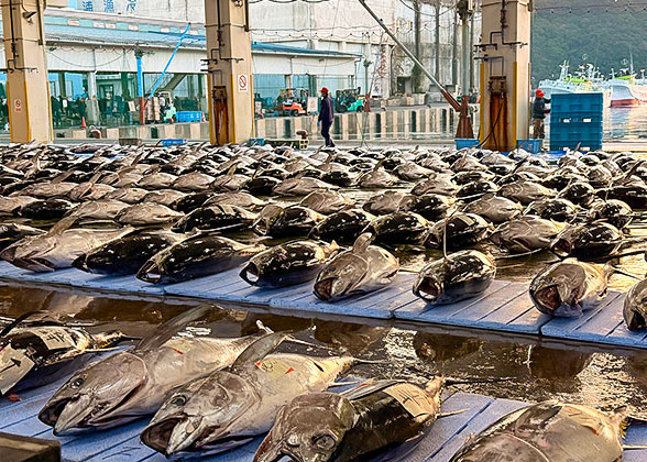 Tuna Auction in Japan