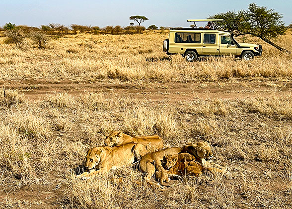 Wildlife Safari in Kenya