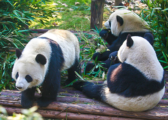 giant pandas