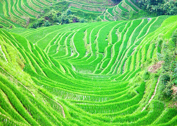 Tegalalang Rice Terrace