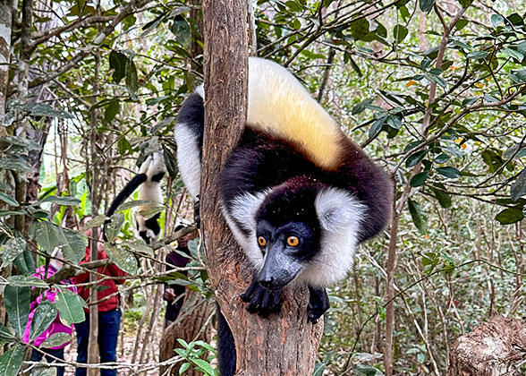 The Black-and-White Ruffed Lemurs