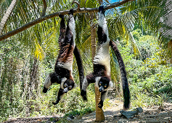 The Ring-tailed Lemur