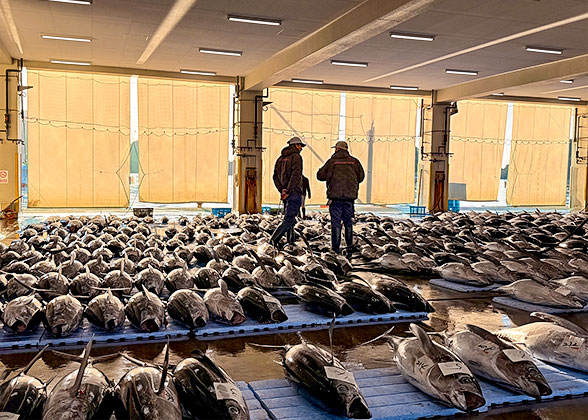 Tuna Auction in Japan